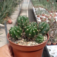 Lobivia hermanniana