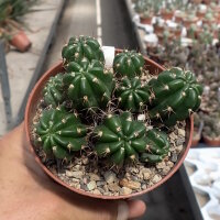 Lobivia hermanniana