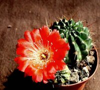 Lobivia hertrichiana