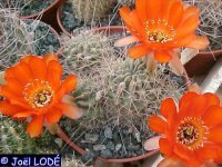 Lobivia hualfinensis WR 146