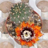 Lobivia jajoiana v. miniatinigra ? L 556