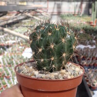 Lobivia backebergii v. larae WR 264
