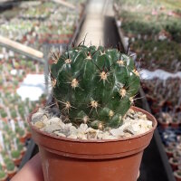 Lobivia backebergii v. larae WR 264