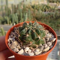 Lobivia maximiliana v. L  154a