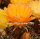 Lobivia maximiliana v. L  154a