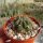 Lobivia maximiliana v. L  154a