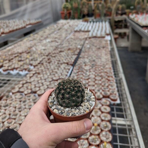 Lobivia nigrispina