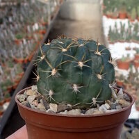 Lobivia pugionacantha v. rossii