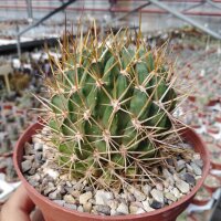 Lobivia pugionacantha v. rossii WR 73