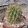 Lobivia pugionacantha v. rossii WR 73