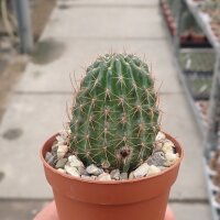 Lobivia saltensis