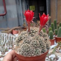 Lobivia schieliana