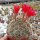 Lobivia schieliana