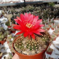 Lobivia schieliana FR 334