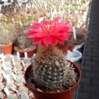 Lobivia schieliana FR 334