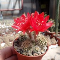 Lobivia schieliana FR 334