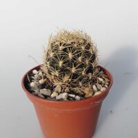 Lobivia schieliana FR 334