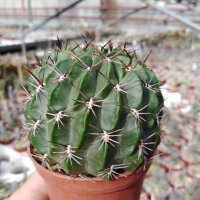 Lobivia spec. WK 1062