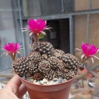 Lobivia tiegeliana v. ruberrima WR 084