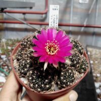 Lobivia tiegeliana v. ruberrima WR 084