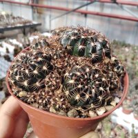 Lobivia tiegeliana v. ruberrima WR 084a