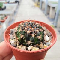 Lobivia tiegeliana v. ruberrima WR 084a