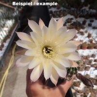 Lobivia-Hybr. Multihybride