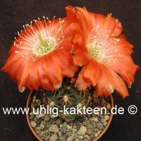Lobivia variispina WK 870