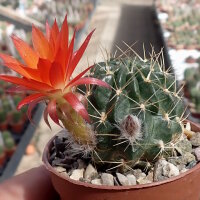 Lobivia westii