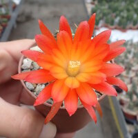 Lobivia westii