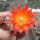Lobivia westii