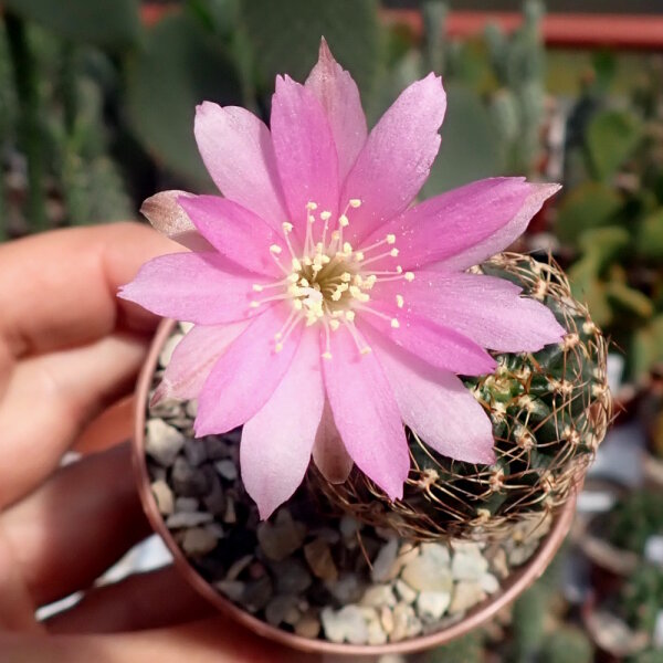 Lobivia wrightiana