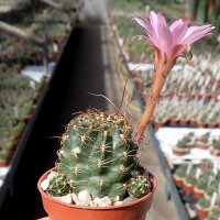 Lobivia wrightiana