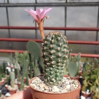 Lobivia wrightiana