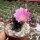 Lobivia wrightiana KK 788