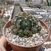 Lobivia wrightiana v. ollaoana