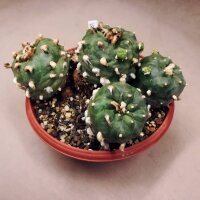 Lophophora diffusa XXL 2