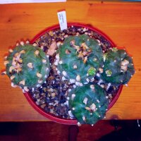 Lophophora diffusa XXL 2