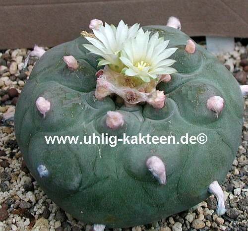 Lophophora diffusa
