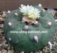 Lophophora diffusa