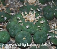 Lophophora diffusa