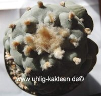 Lophophora diffusa