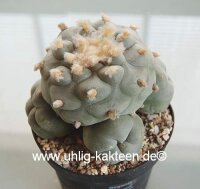 Lophophora diffusa