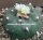 Lophophora diffusa