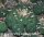 Lophophora diffusa