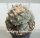 Lophophora diffusa