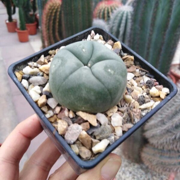 Lophophora diffusa Roseiflora