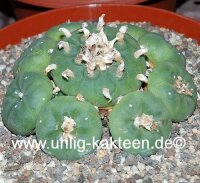 Lophophora diffusa Roseiflora