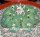 Lophophora diffusa Roseiflora