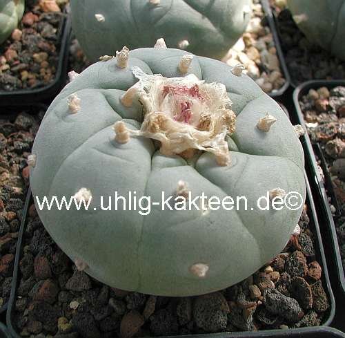Lophophora fricii XL